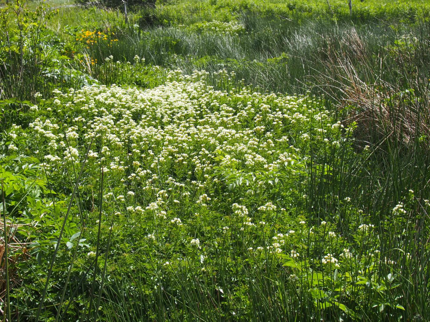 Bittercress, Large plant